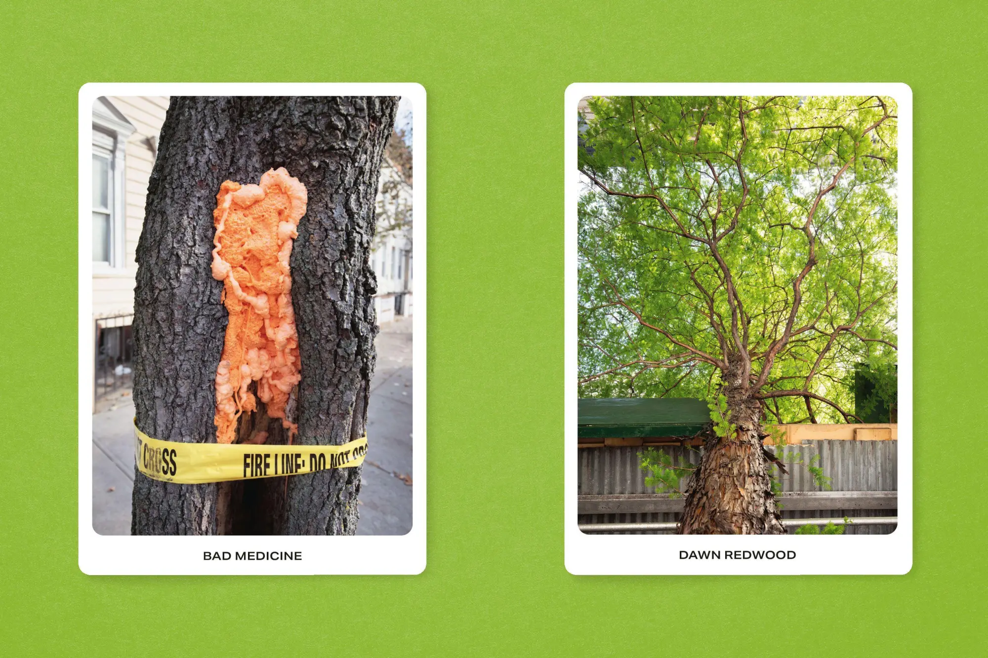 Bild: 9783987412370 | New York City Street Tree Tarot | Matthew López-Jensen | Taschenbuch