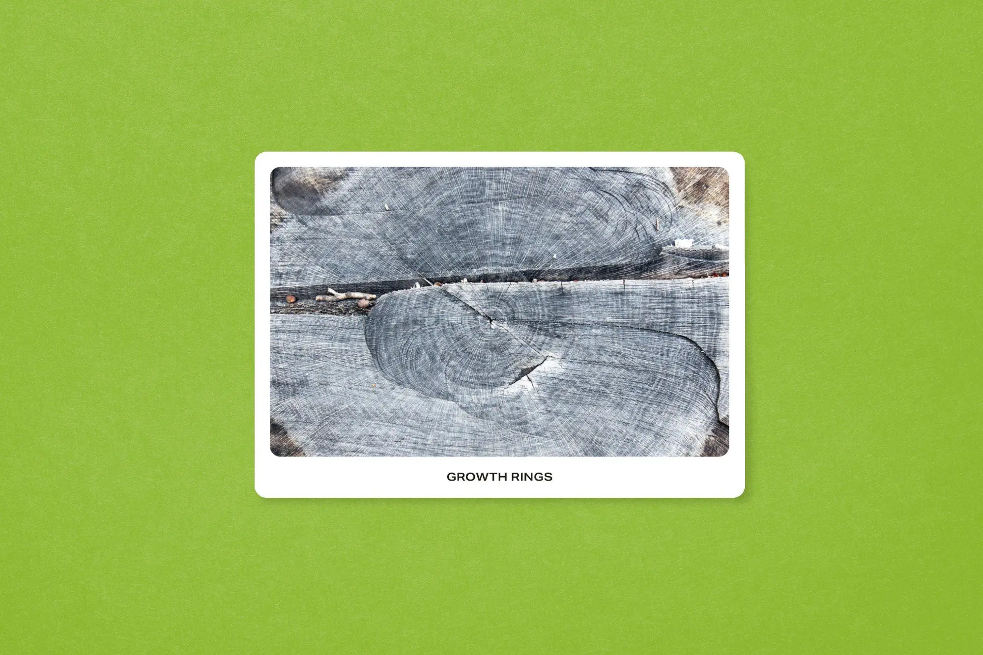 Bild: 9783987412370 | New York City Street Tree Tarot | Matthew López-Jensen | Taschenbuch