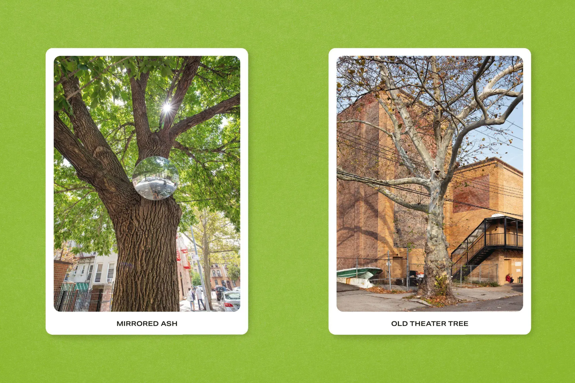 Bild: 9783987412370 | New York City Street Tree Tarot | Matthew López-Jensen | Taschenbuch