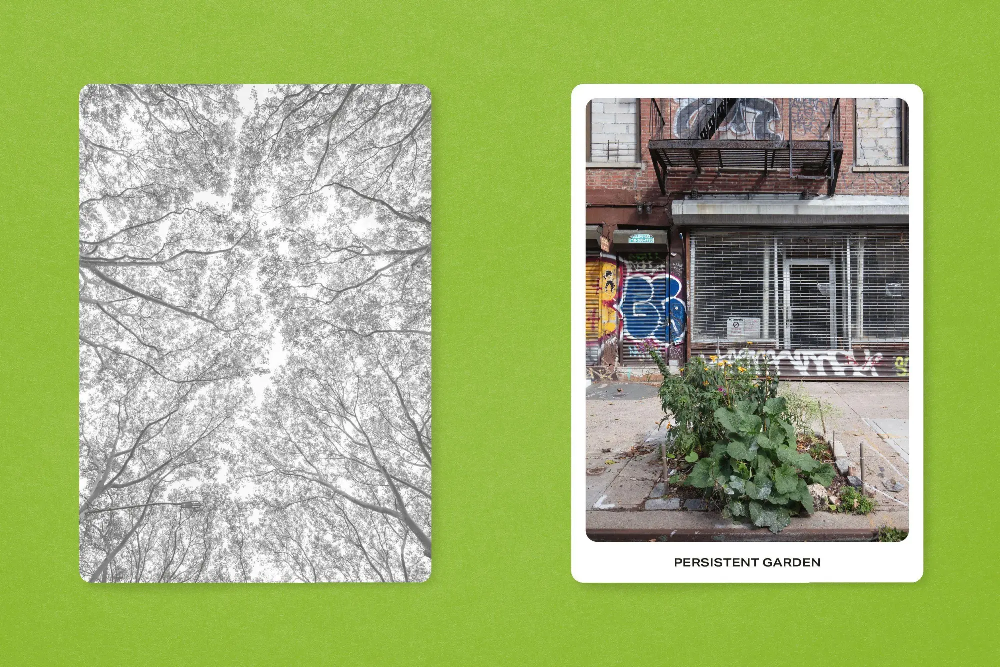 Bild: 9783987412370 | New York City Street Tree Tarot | Matthew López-Jensen | Taschenbuch