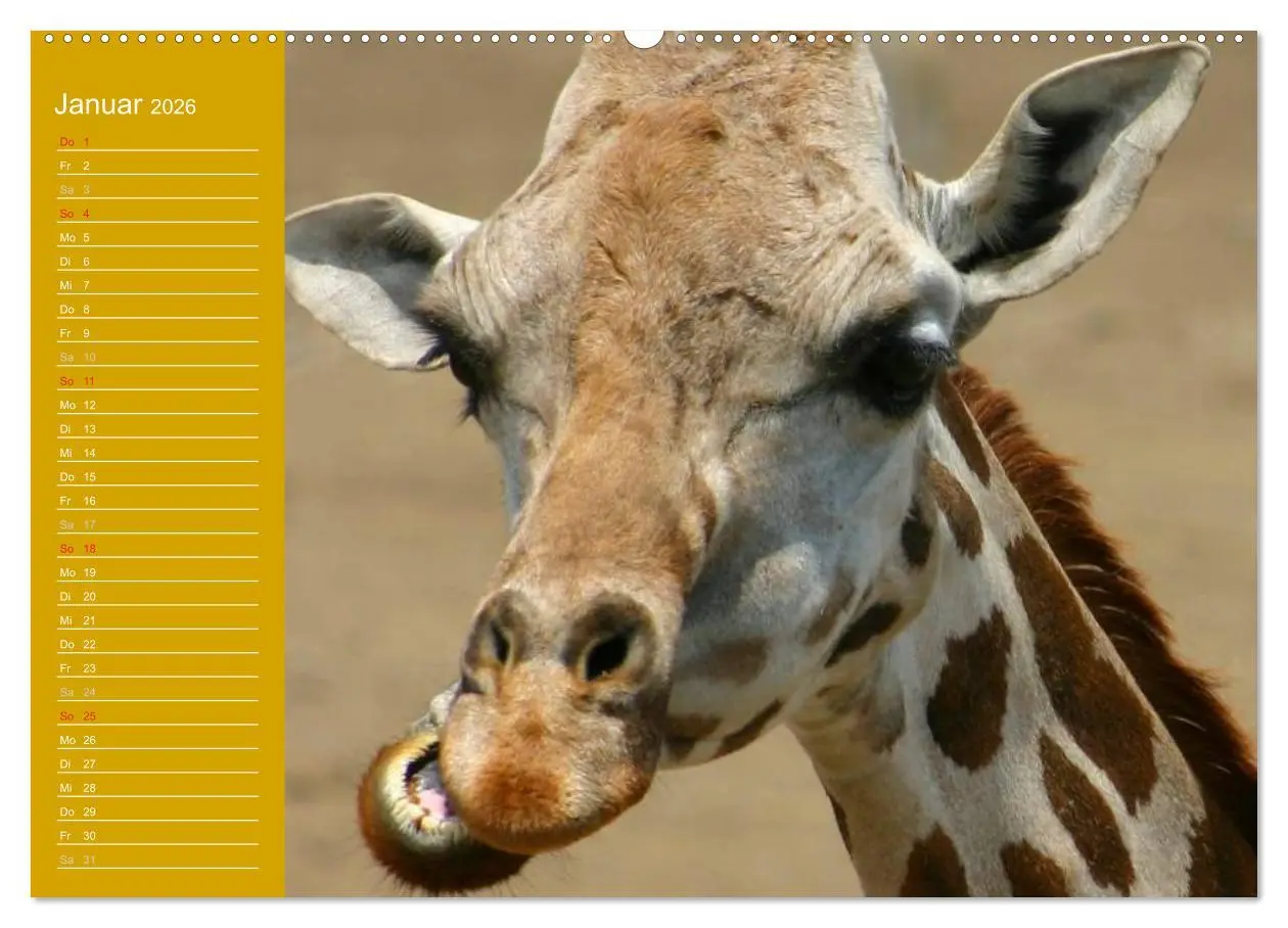 Bild: 9783516142570 | Giraffen / Geburtstagskalender (hochwertiger Premium Wandkalender...