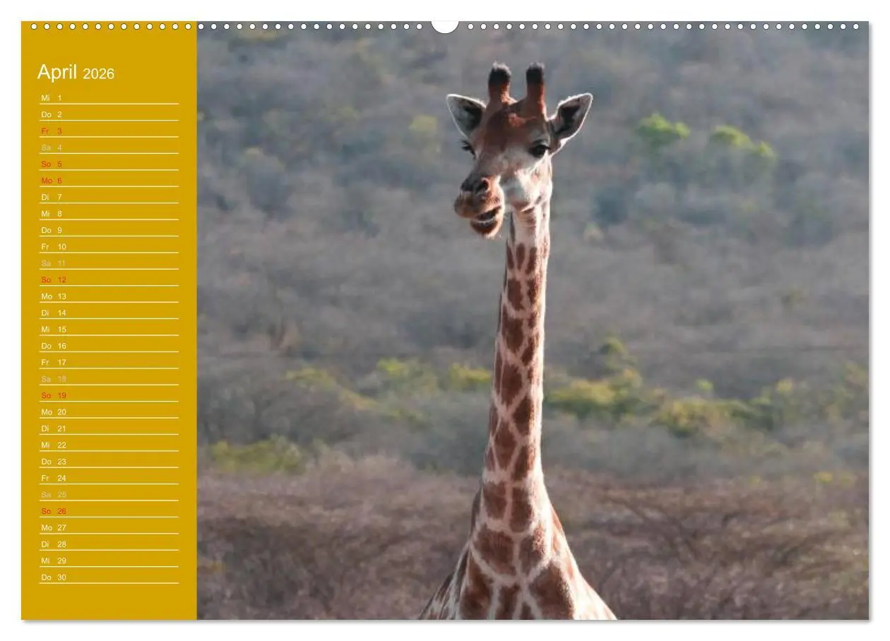 Bild: 9783516142570 | Giraffen / Geburtstagskalender (hochwertiger Premium Wandkalender...
