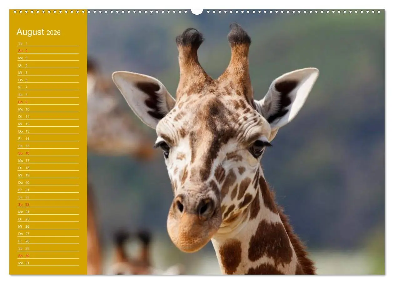 Bild: 9783516142570 | Giraffen / Geburtstagskalender (hochwertiger Premium Wandkalender...