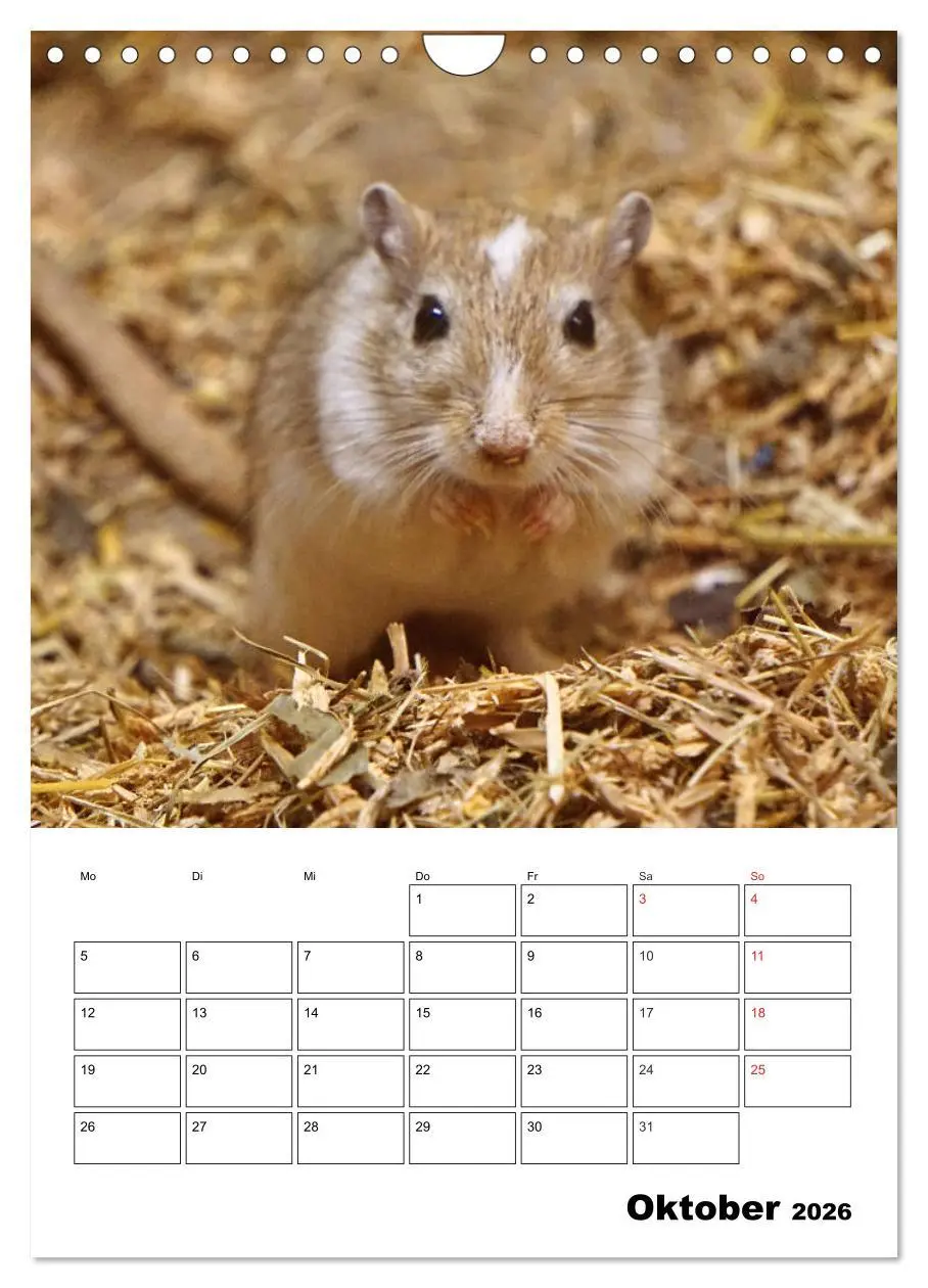 Bild: 9783516382570 | Lustige Rennmäuse (Wandkalender 2026 DIN A4 hoch), CALVENDO...