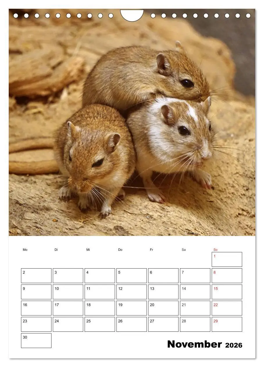 Bild: 9783516382570 | Lustige Rennmäuse (Wandkalender 2026 DIN A4 hoch), CALVENDO...