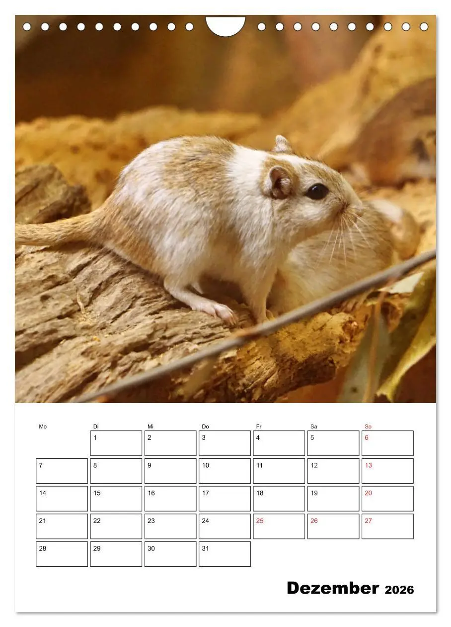Bild: 9783516382570 | Lustige Rennmäuse (Wandkalender 2026 DIN A4 hoch), CALVENDO...