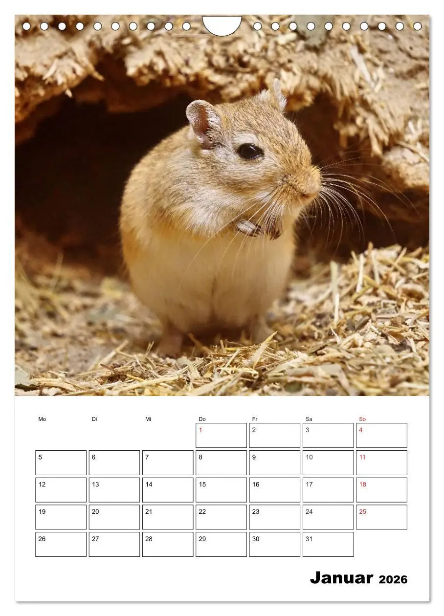 Bild: 9783516382570 | Lustige Rennmäuse (Wandkalender 2026 DIN A4 hoch), CALVENDO...