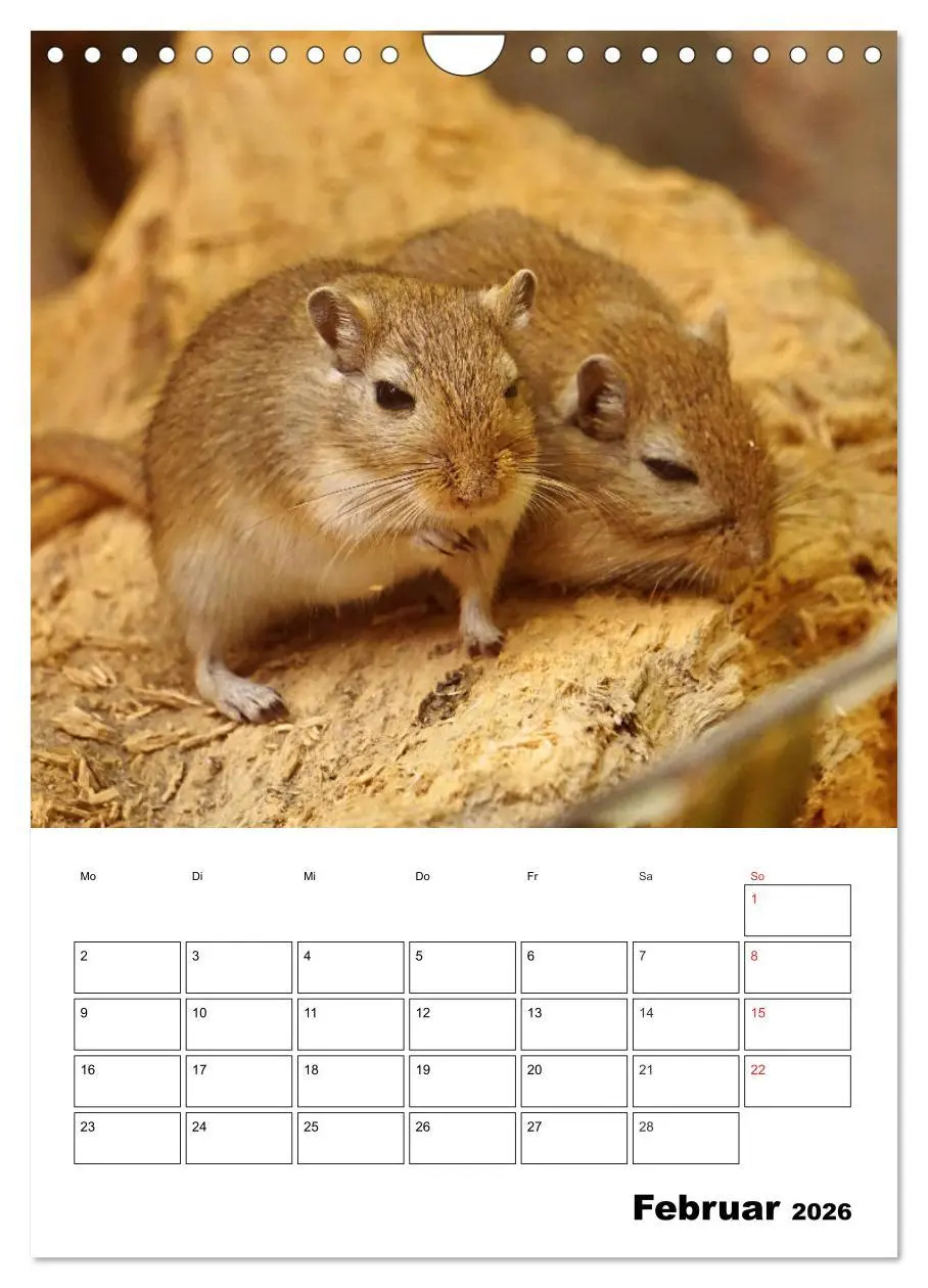 Bild: 9783516382570 | Lustige Rennmäuse (Wandkalender 2026 DIN A4 hoch), CALVENDO...