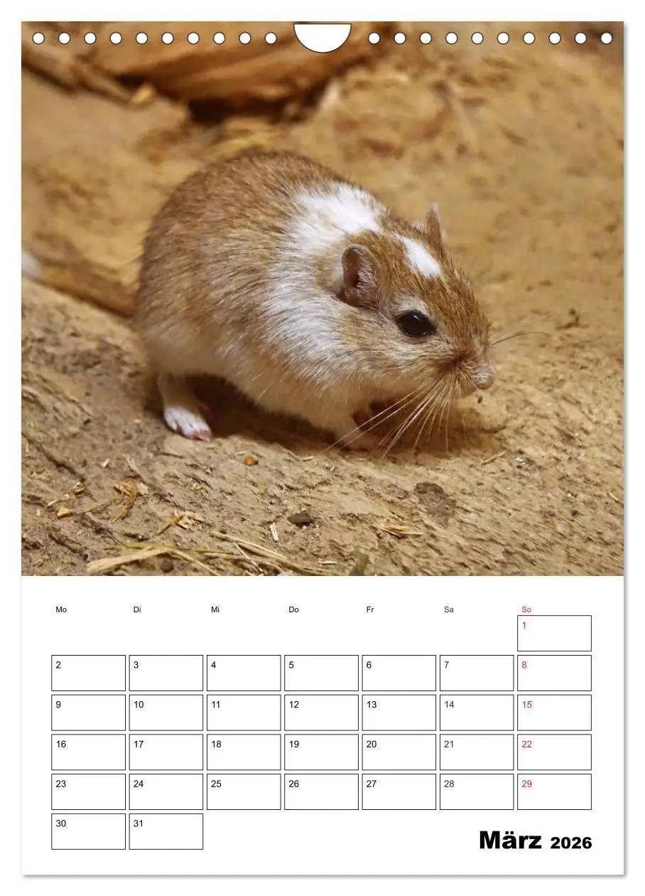 Bild: 9783516382570 | Lustige Rennmäuse (Wandkalender 2026 DIN A4 hoch), CALVENDO...