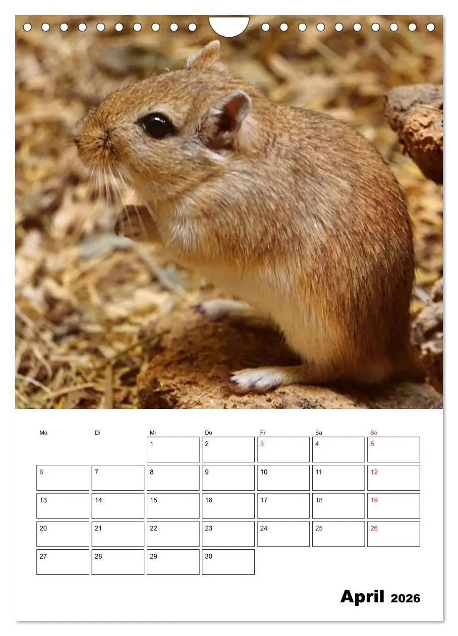 Bild: 9783516382570 | Lustige Rennmäuse (Wandkalender 2026 DIN A4 hoch), CALVENDO...