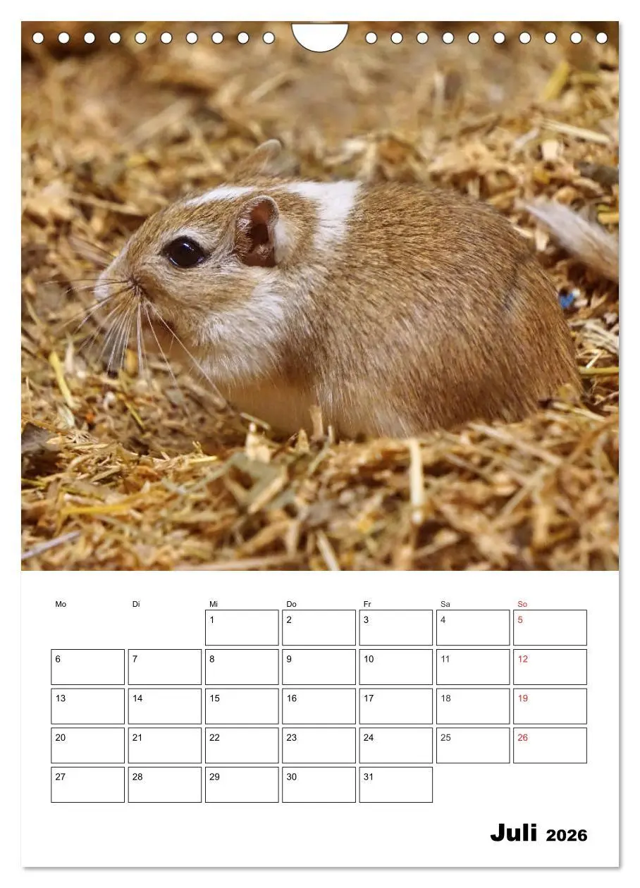 Bild: 9783516382570 | Lustige Rennmäuse (Wandkalender 2026 DIN A4 hoch), CALVENDO...
