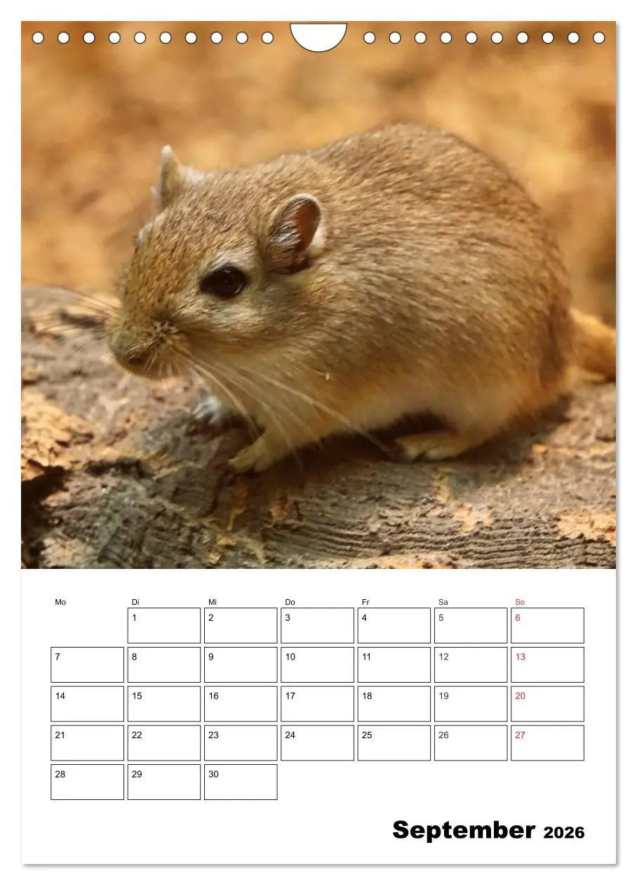 Bild: 9783516382570 | Lustige Rennmäuse (Wandkalender 2026 DIN A4 hoch), CALVENDO...