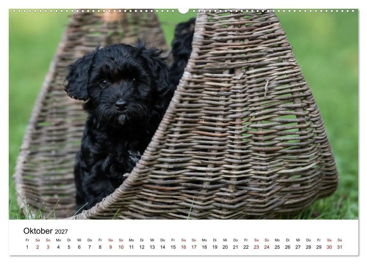 Bild: 9783569472570 | Maltipoo Welpen (hochwertiger Premium Wandkalender 2027 DIN A2...