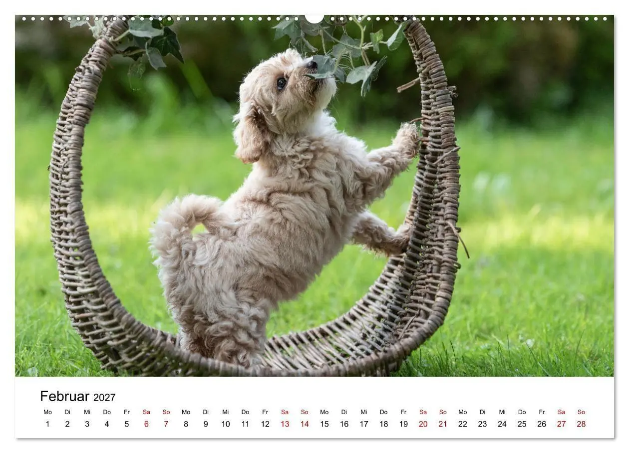 Bild: 9783569472570 | Maltipoo Welpen (hochwertiger Premium Wandkalender 2027 DIN A2...