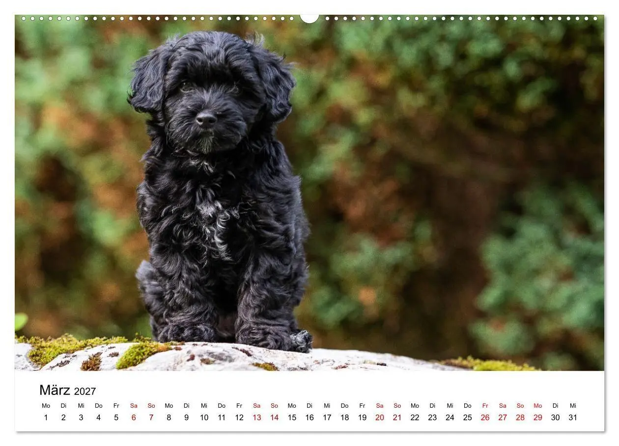 Bild: 9783569472570 | Maltipoo Welpen (hochwertiger Premium Wandkalender 2027 DIN A2...