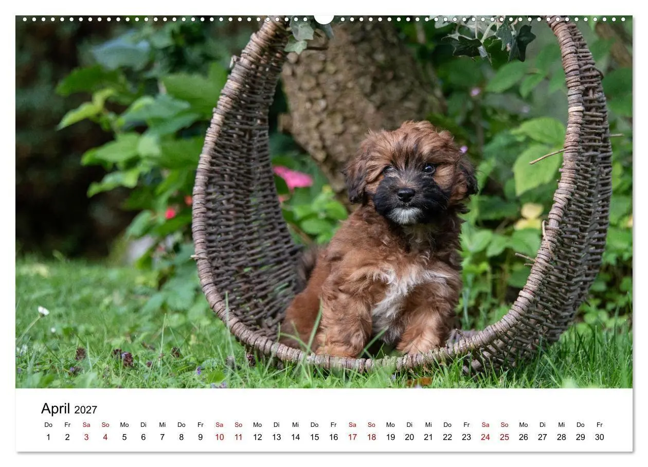 Bild: 9783569472570 | Maltipoo Welpen (hochwertiger Premium Wandkalender 2027 DIN A2...