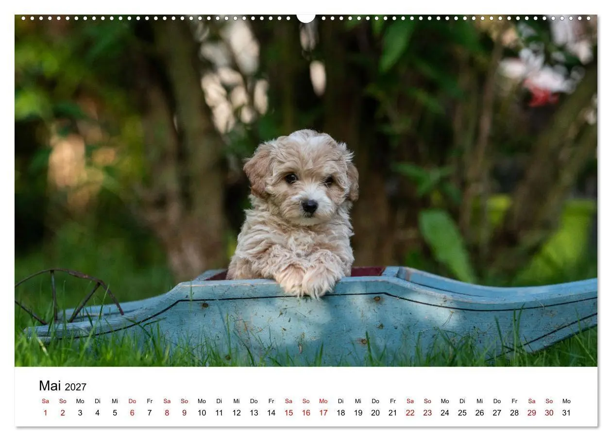 Bild: 9783569472570 | Maltipoo Welpen (hochwertiger Premium Wandkalender 2027 DIN A2...