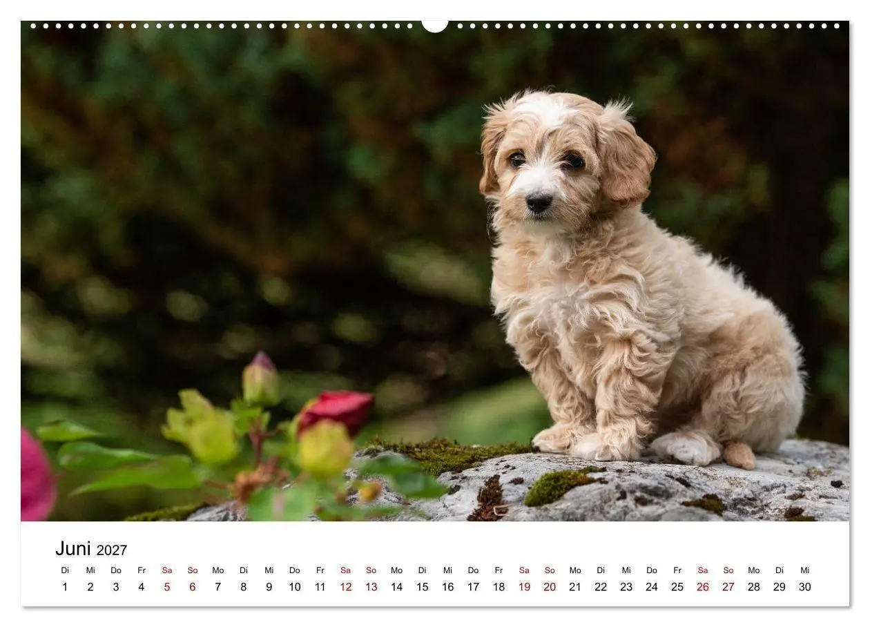 Bild: 9783569472570 | Maltipoo Welpen (hochwertiger Premium Wandkalender 2027 DIN A2...