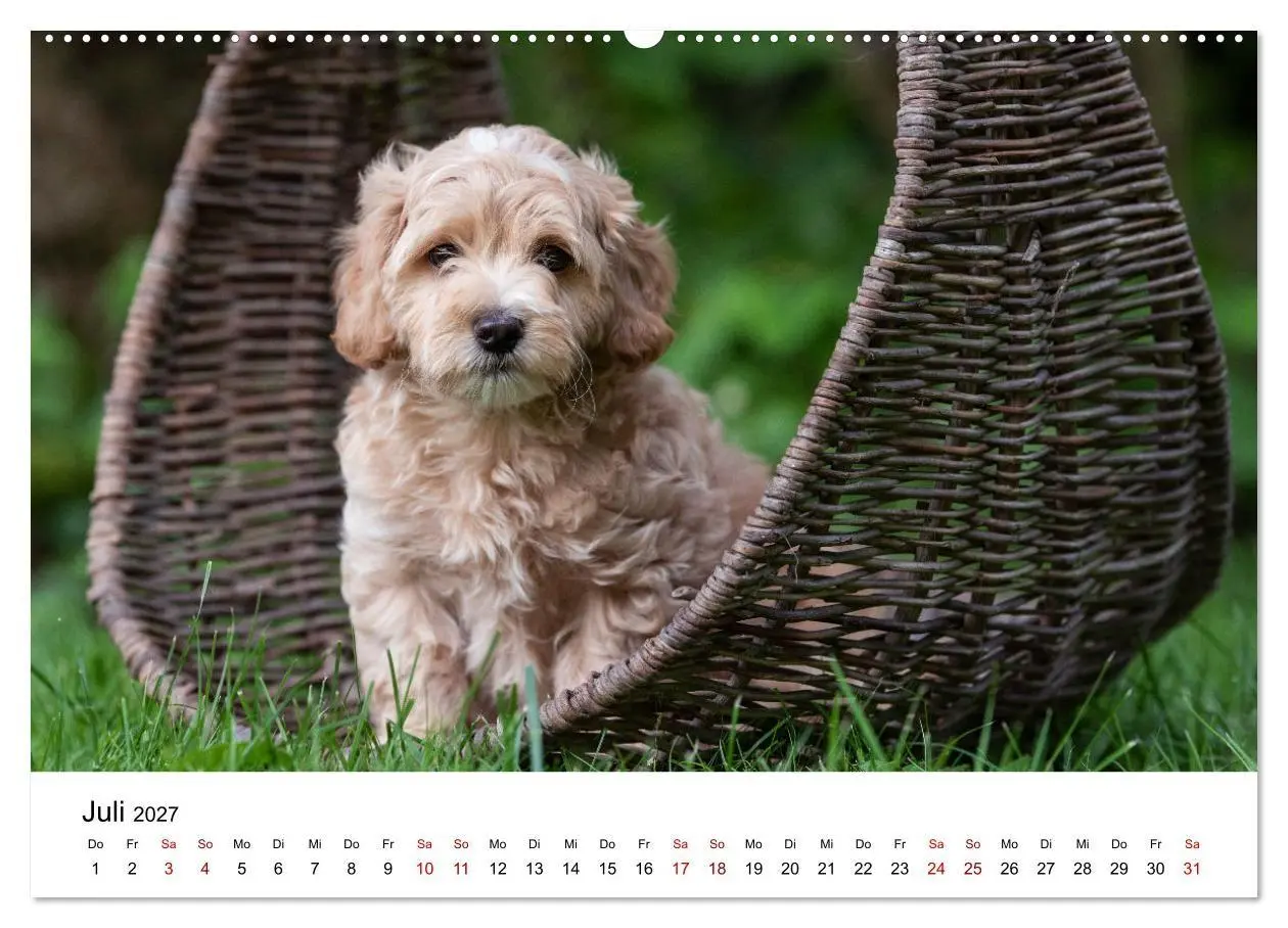 Bild: 9783569472570 | Maltipoo Welpen (hochwertiger Premium Wandkalender 2027 DIN A2...