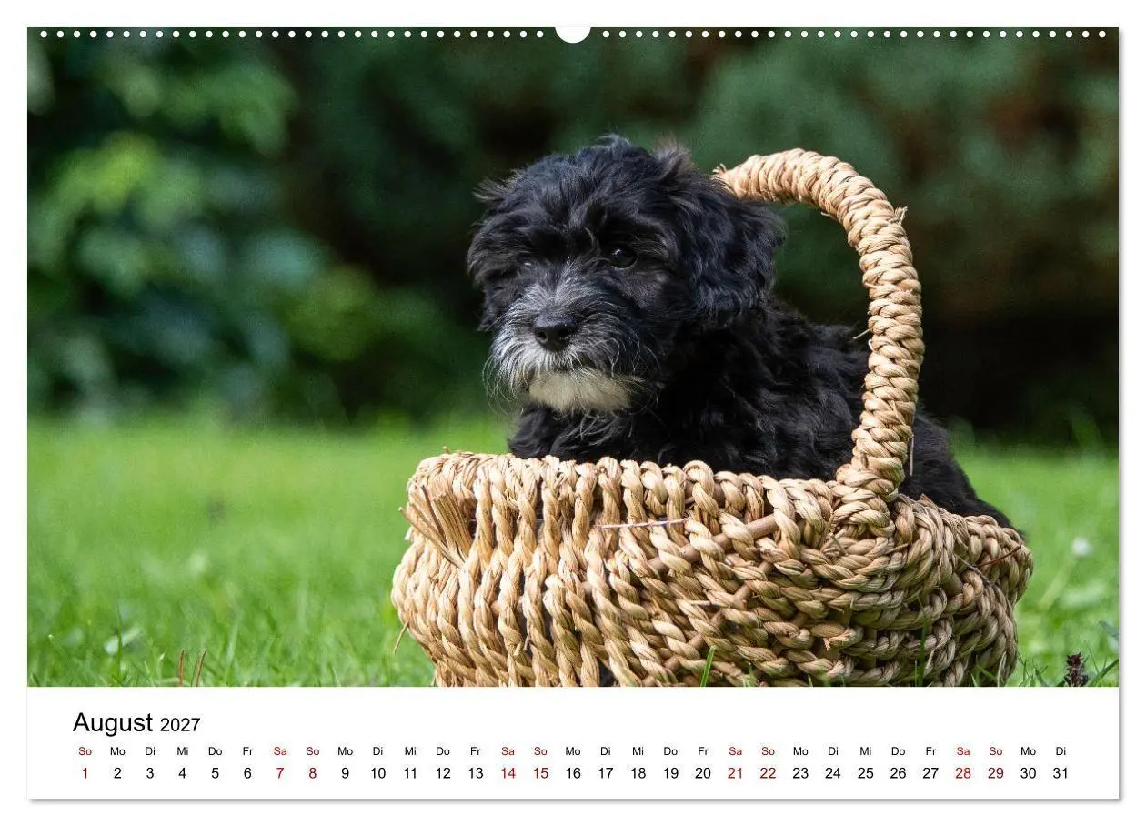 Bild: 9783569472570 | Maltipoo Welpen (hochwertiger Premium Wandkalender 2027 DIN A2...