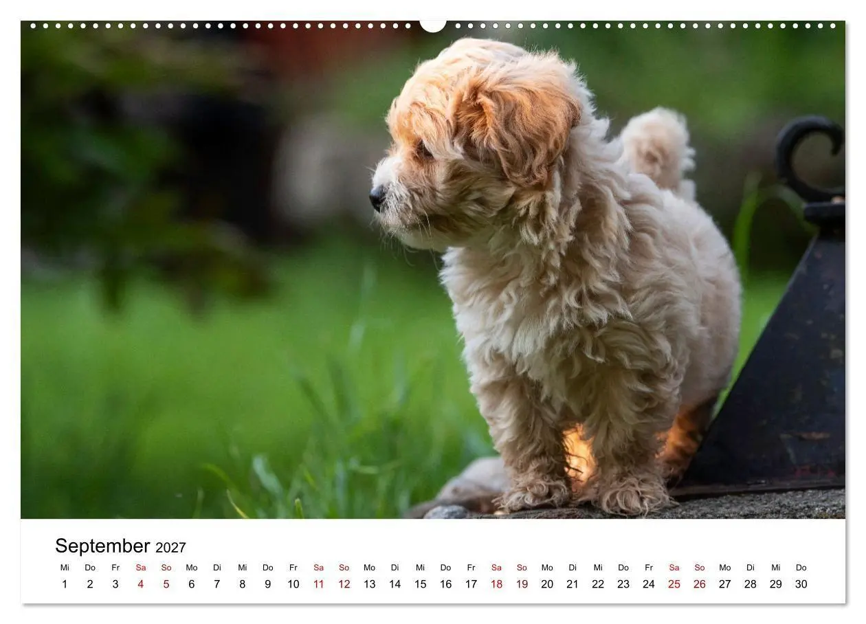 Bild: 9783569472570 | Maltipoo Welpen (hochwertiger Premium Wandkalender 2027 DIN A2...