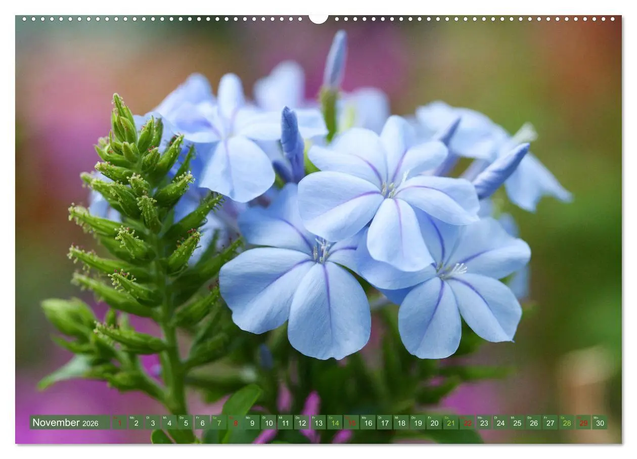 Bild: 9783457282670 | Blütenwunder - Mit Blumen durchs ganze Gartenjahr (Wandkalender...