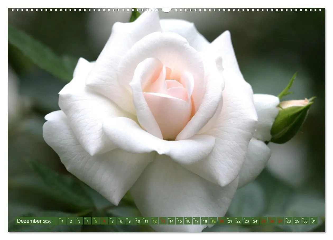 Bild: 9783457282670 | Blütenwunder - Mit Blumen durchs ganze Gartenjahr (Wandkalender...