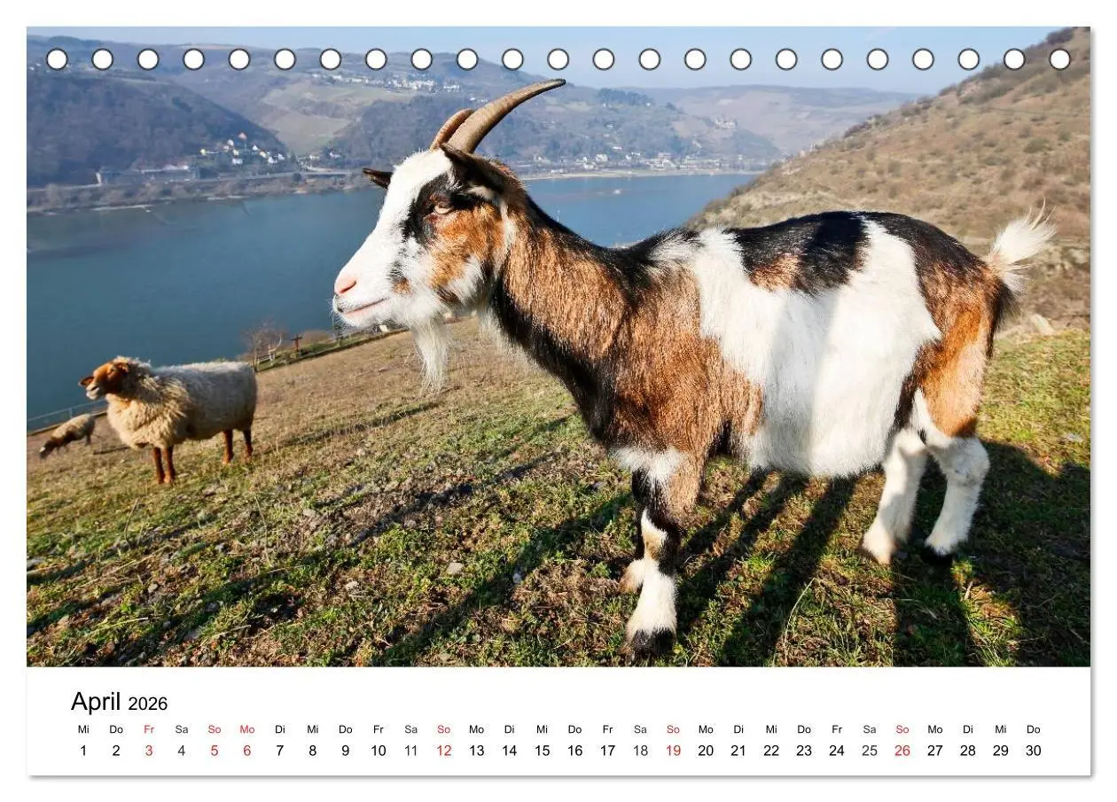 Bild: 9783516062670 | Rhein und Burgen (Tischkalender 2026 DIN A5 quer), CALVENDO...