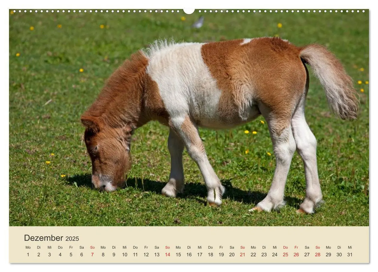 Bild: 9783435492770 | Wir sind die Stars am Bauernhof (Wandkalender 2025 DIN A2 quer),...