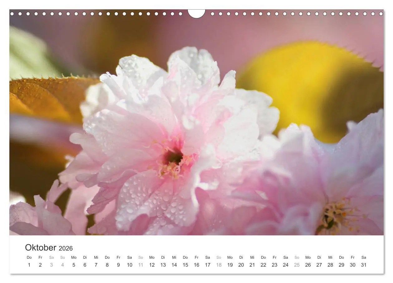 Bild: 9783457892770 | Kirschblütentraum (Wandkalender 2026 DIN A3 quer), CALVENDO...
