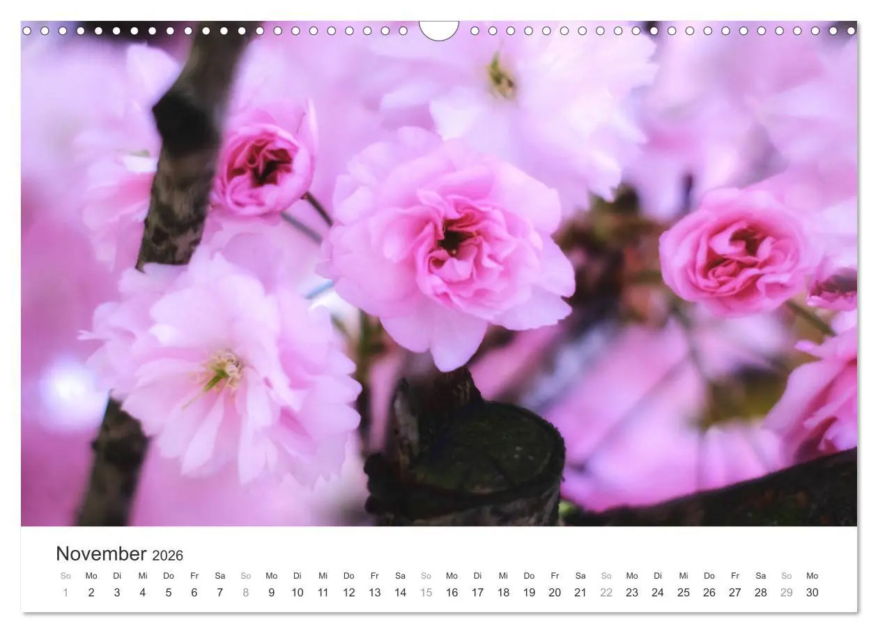 Bild: 9783457892770 | Kirschblütentraum (Wandkalender 2026 DIN A3 quer), CALVENDO...