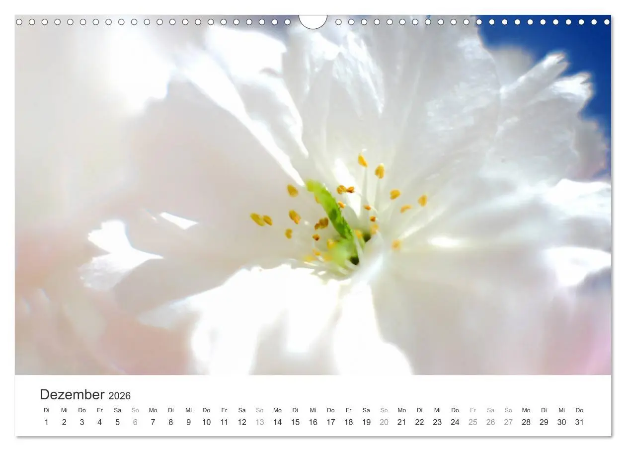 Bild: 9783457892770 | Kirschblütentraum (Wandkalender 2026 DIN A3 quer), CALVENDO...