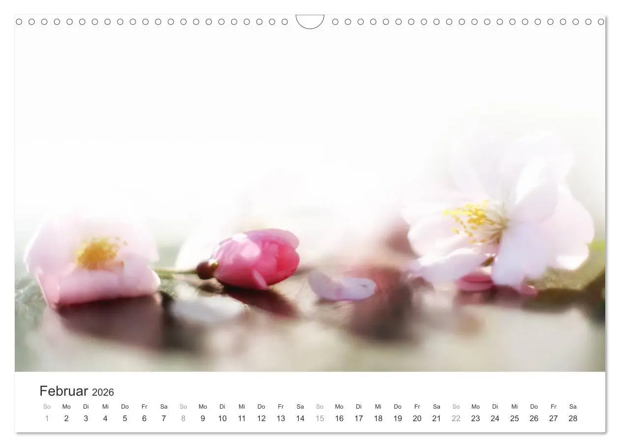Bild: 9783457892770 | Kirschblütentraum (Wandkalender 2026 DIN A3 quer), CALVENDO...
