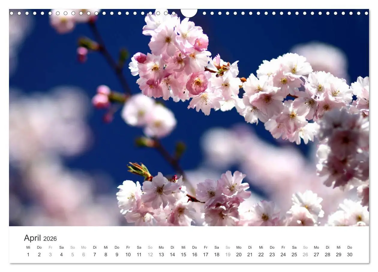 Bild: 9783457892770 | Kirschblütentraum (Wandkalender 2026 DIN A3 quer), CALVENDO...