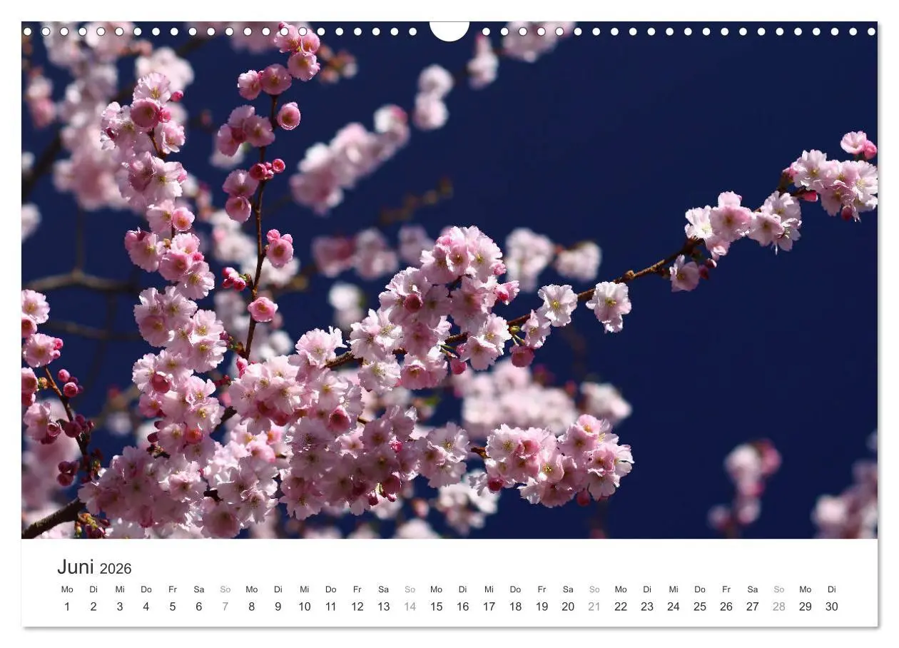 Bild: 9783457892770 | Kirschblütentraum (Wandkalender 2026 DIN A3 quer), CALVENDO...