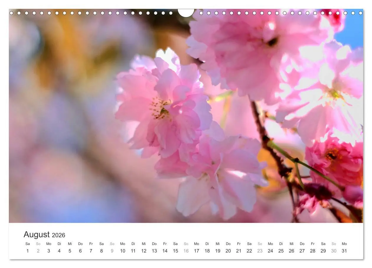 Bild: 9783457892770 | Kirschblütentraum (Wandkalender 2026 DIN A3 quer), CALVENDO...