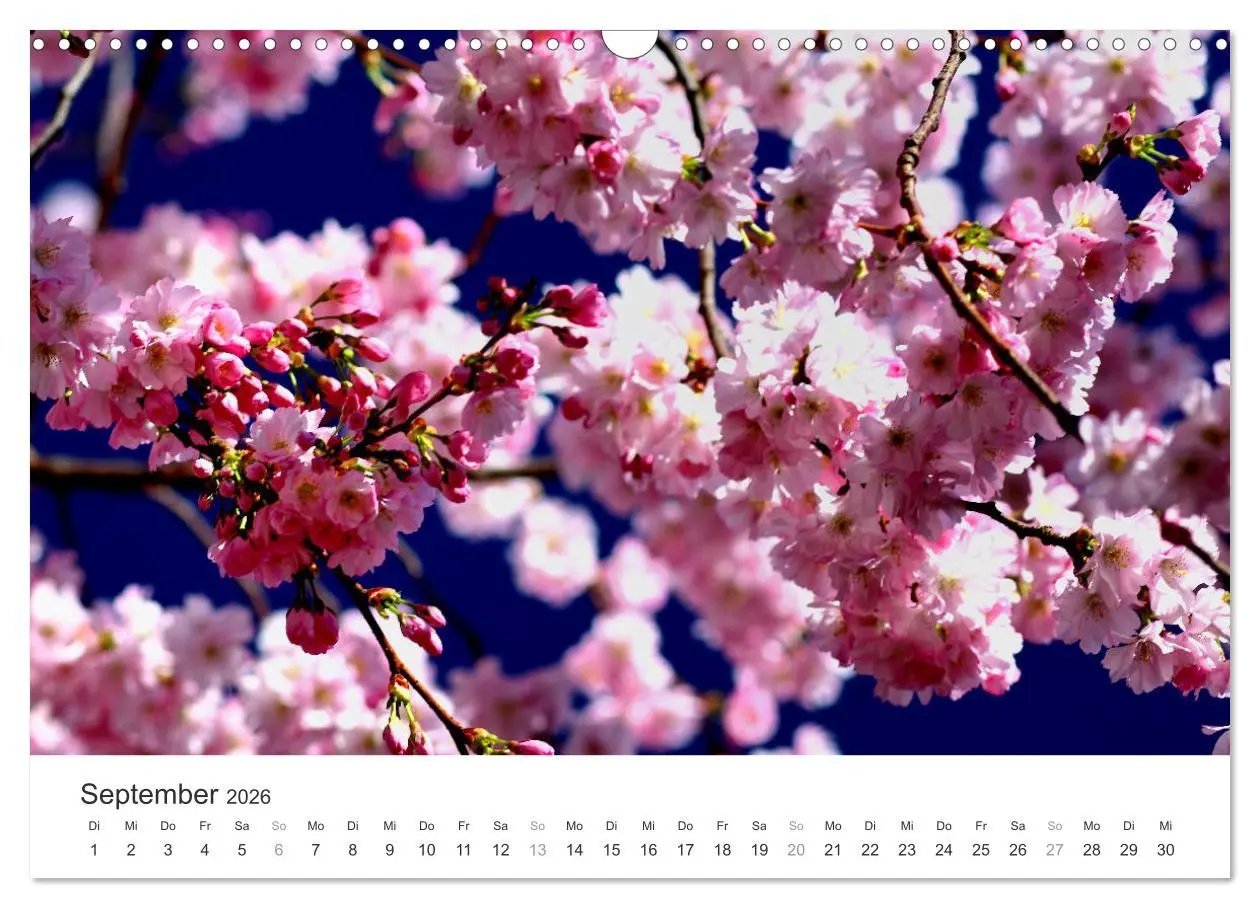 Bild: 9783457892770 | Kirschblütentraum (Wandkalender 2026 DIN A3 quer), CALVENDO...
