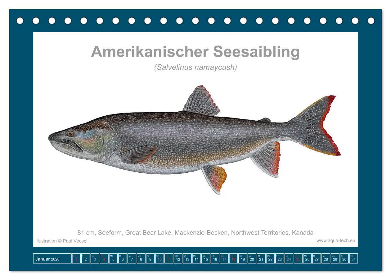 Bild: 9783516502770 | Fisch als Kunst 2026: Amerikanische Saiblinge (Tischkalender 2026...