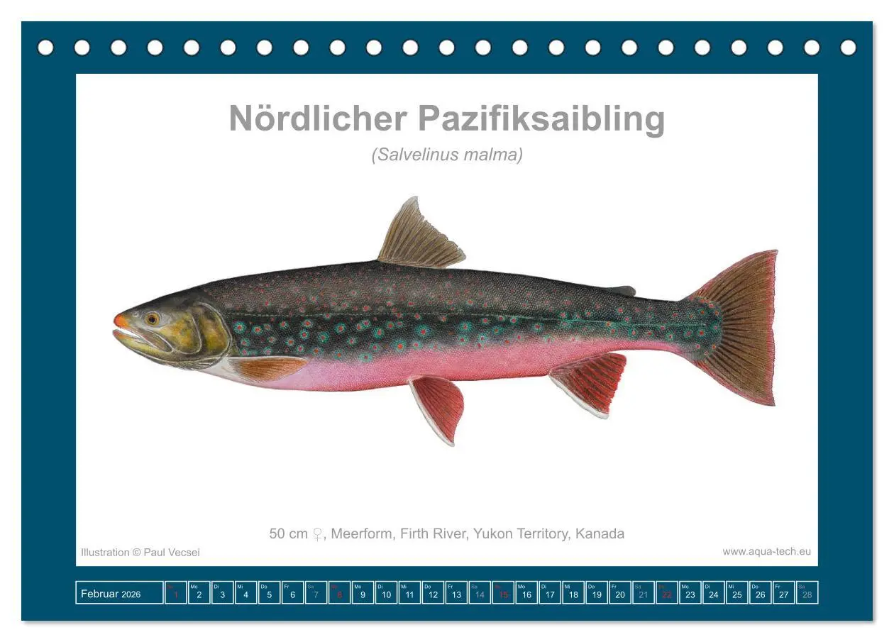 Bild: 9783516502770 | Fisch als Kunst 2026: Amerikanische Saiblinge (Tischkalender 2026...