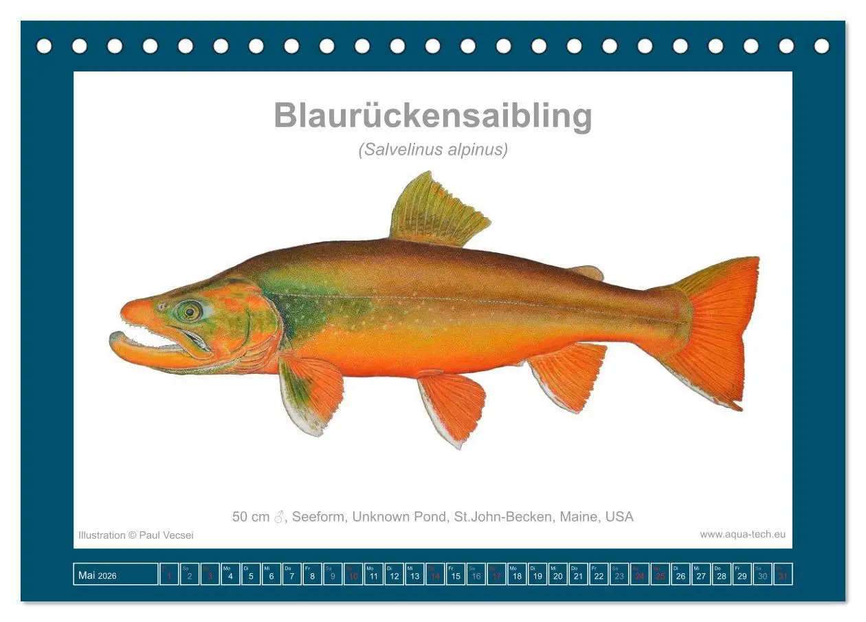 Bild: 9783516502770 | Fisch als Kunst 2026: Amerikanische Saiblinge (Tischkalender 2026...