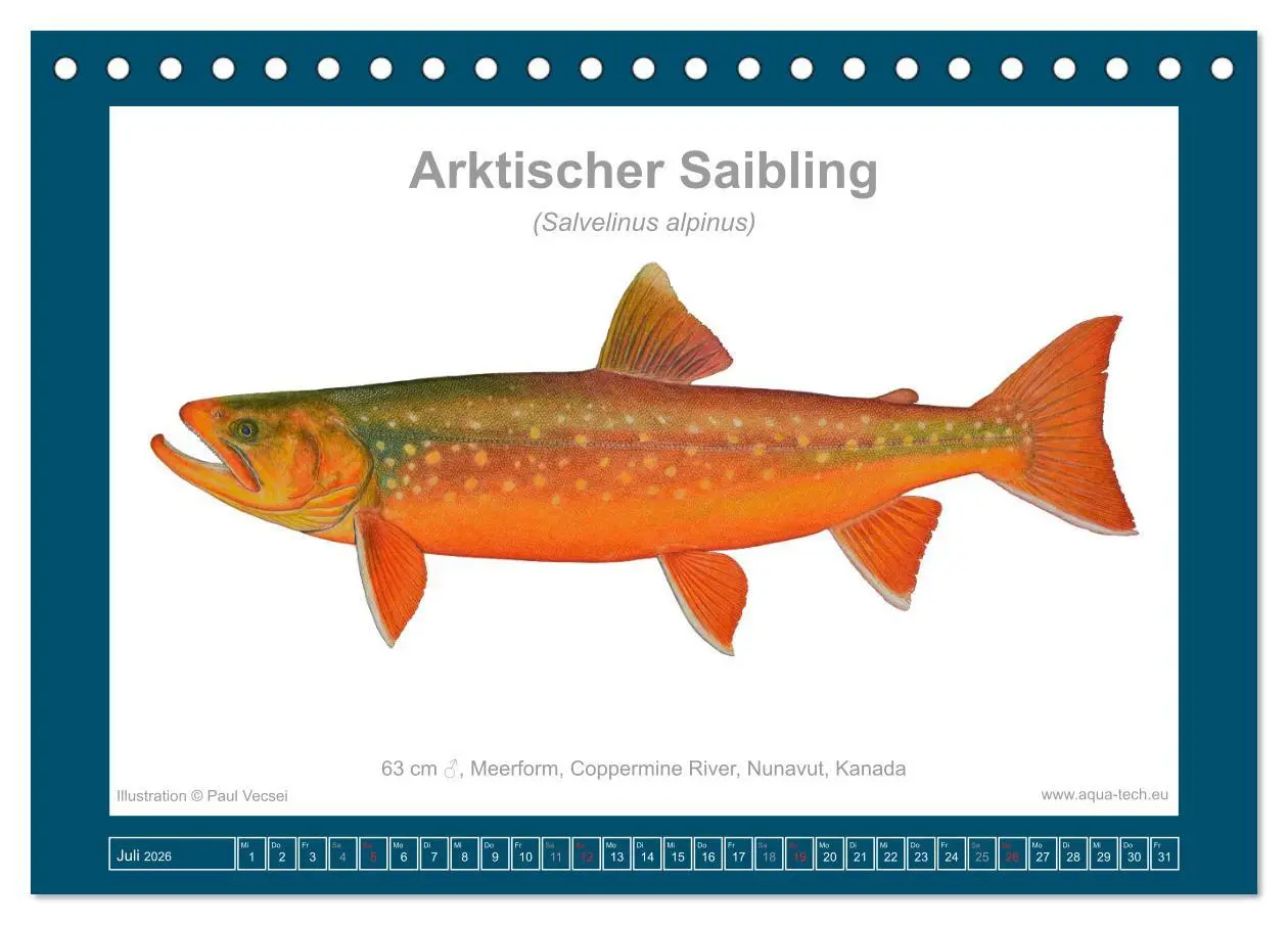 Bild: 9783516502770 | Fisch als Kunst 2026: Amerikanische Saiblinge (Tischkalender 2026...