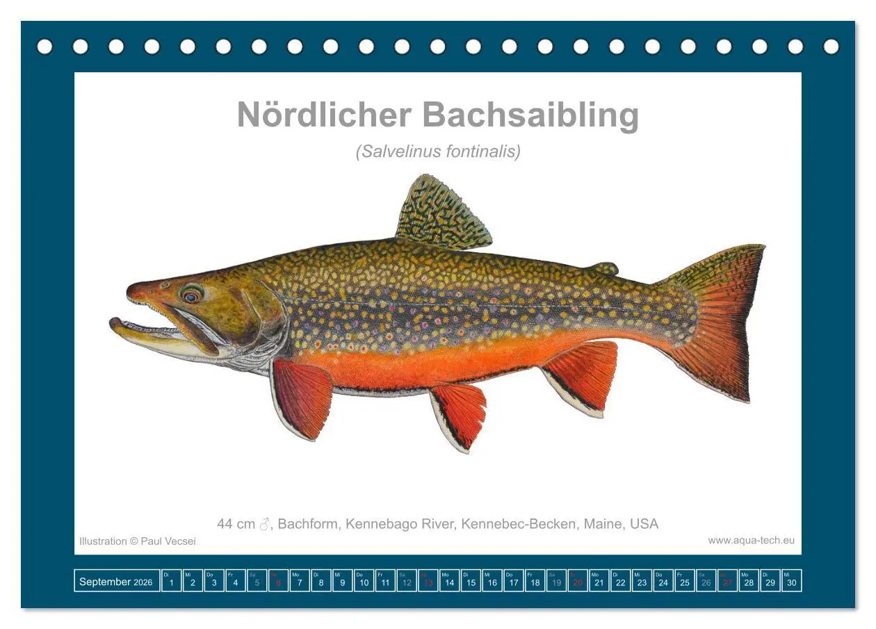 Bild: 9783516502770 | Fisch als Kunst 2026: Amerikanische Saiblinge (Tischkalender 2026...