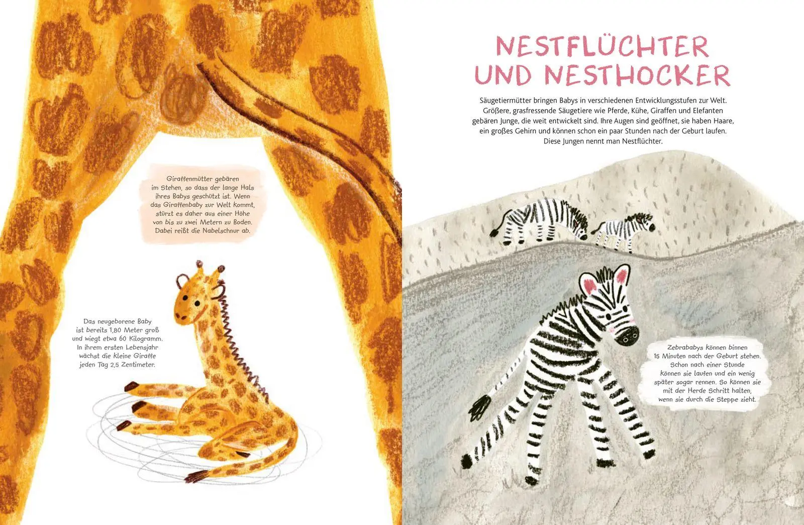 Bild: 9783737372770 | Kleine Säugetiere werden groß | Cathy Evans | Buch | 40 S. | Deutsch