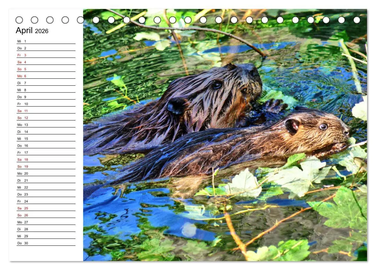 Bild: 9783457882870 | Das Familienleben der Biber (Tischkalender 2026 DIN A5 quer),...