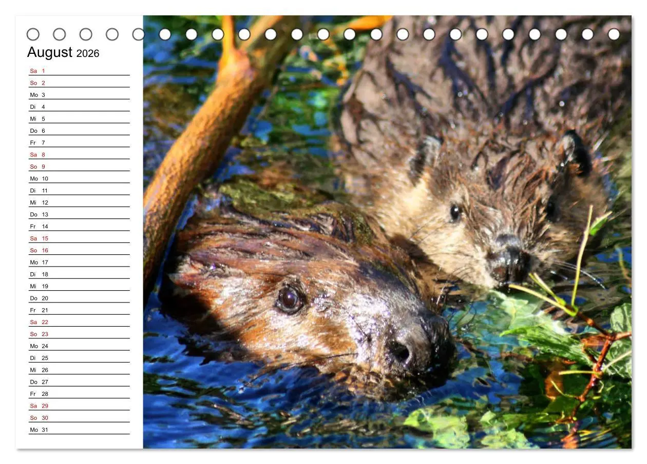 Bild: 9783457882870 | Das Familienleben der Biber (Tischkalender 2026 DIN A5 quer),...
