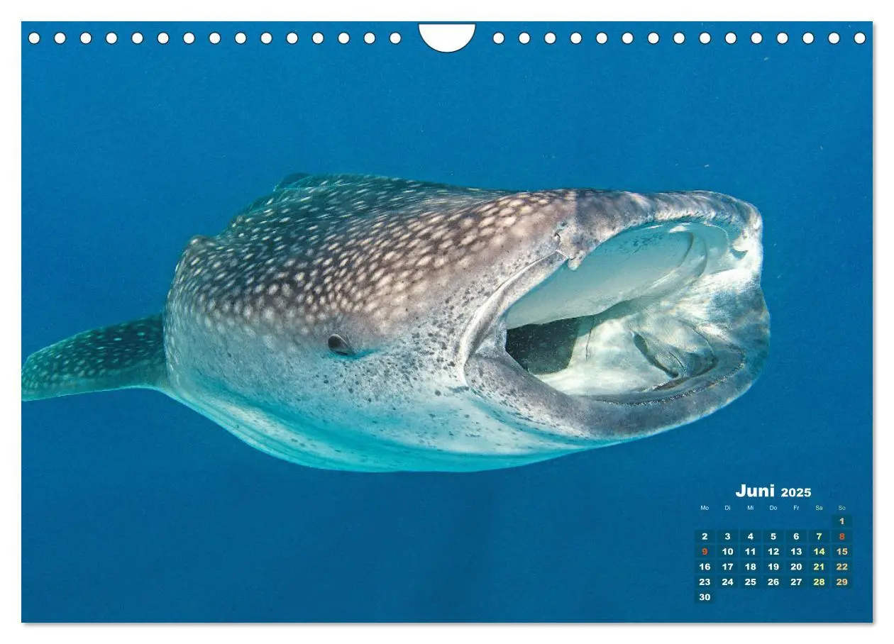 Bild: 9783457182970 | Tiere des Meeres: Faszination Tauchen (Wandkalender 2025 DIN A4...