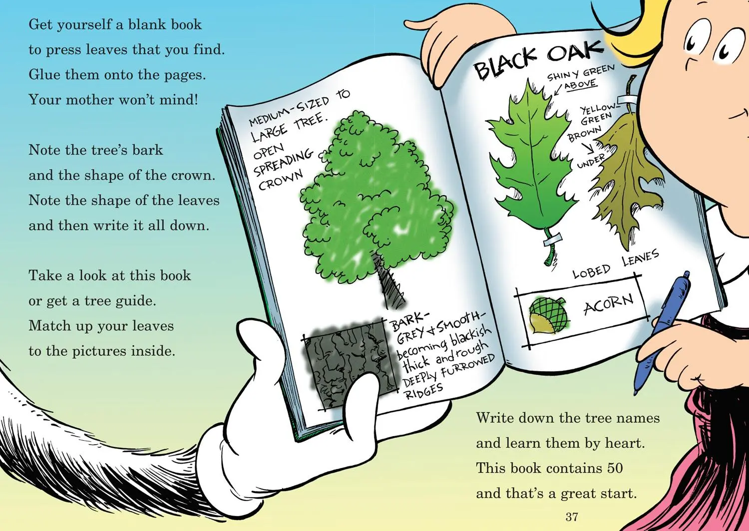 Bild: 9780007433070 | I Can Name 50 Trees Today | Seuss | Taschenbuch | Englisch | 2011