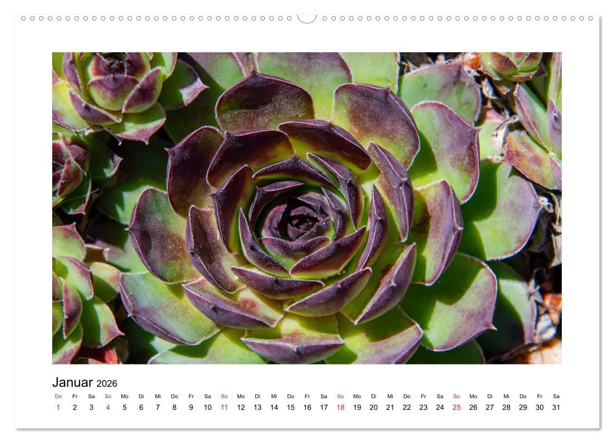 Bild: 9783457693070 | Kakteen und Sukkulenten (hochwertiger Premium Wandkalender 2026 DIN...