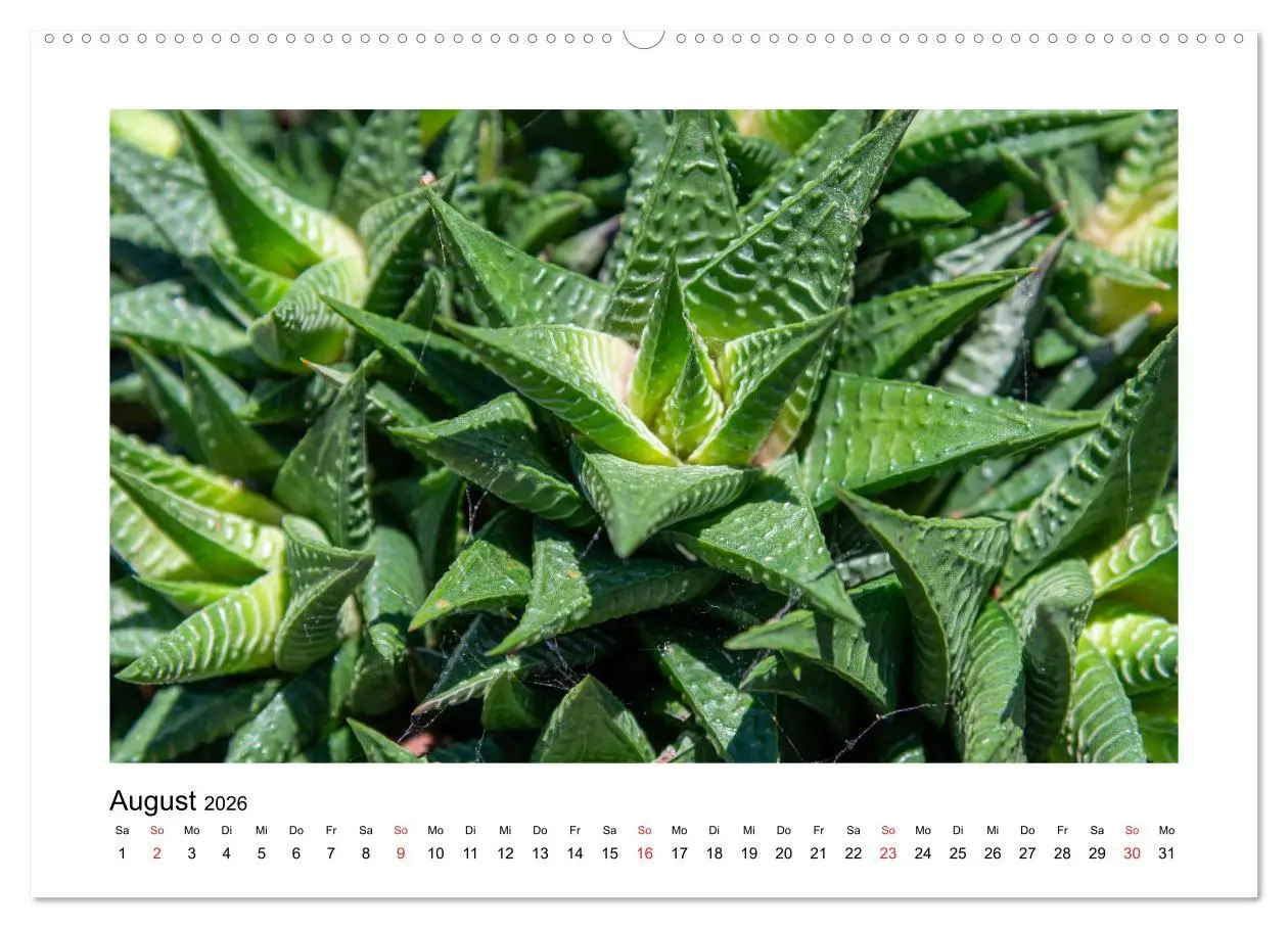 Bild: 9783457693070 | Kakteen und Sukkulenten (hochwertiger Premium Wandkalender 2026 DIN...