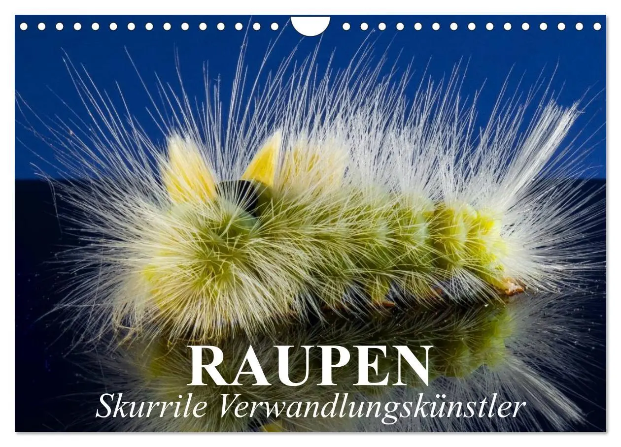 Cover: 9783516093070 | Raupen - Skurrile Verwandlungskünstler (Wandkalender 2026 DIN A4...